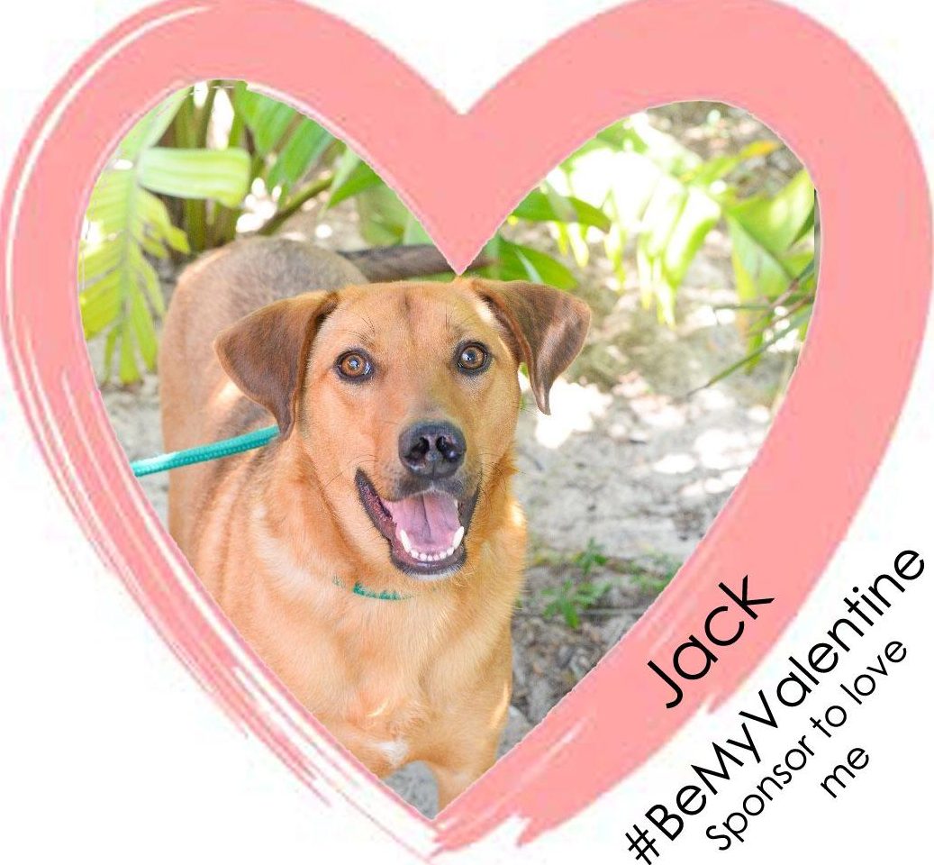 Have a pet be your Valentine