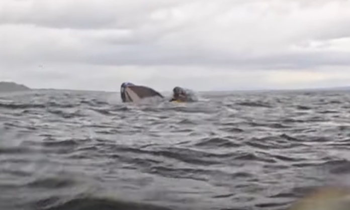 whale