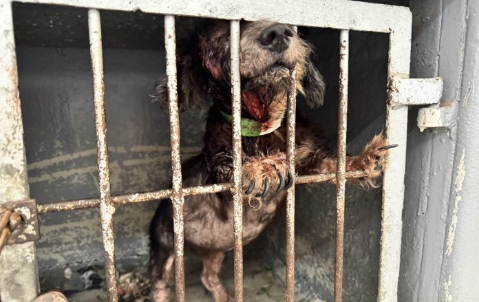 spca rescued nearly 200 animals from an animal shelter