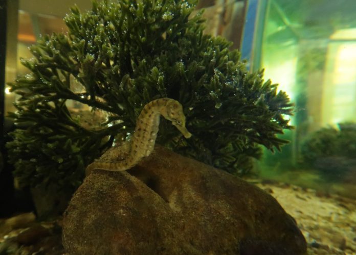 A seahorse has been born