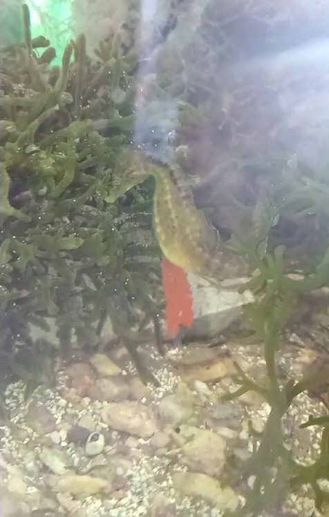 A seahorse has been born