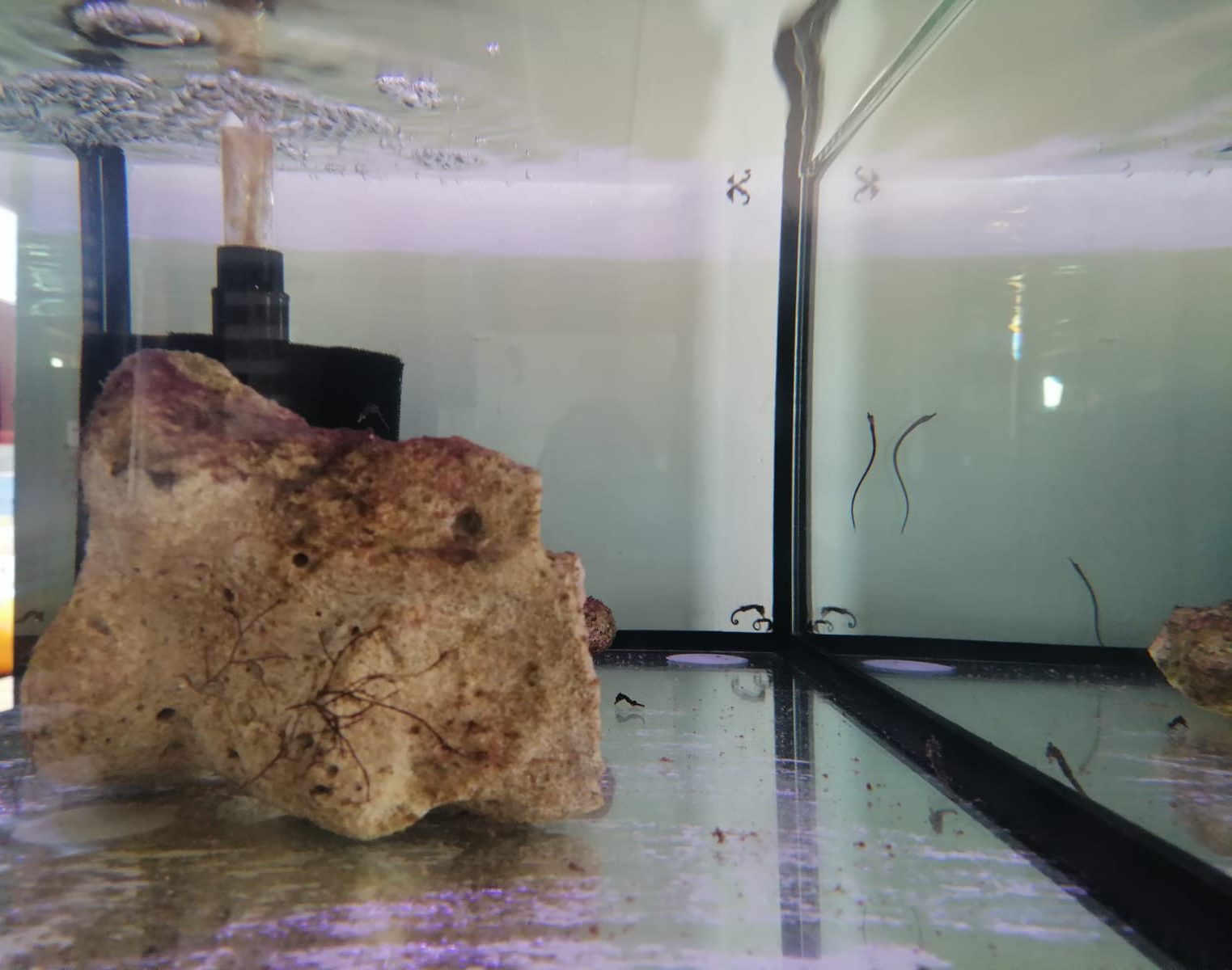 A seahorse has been born