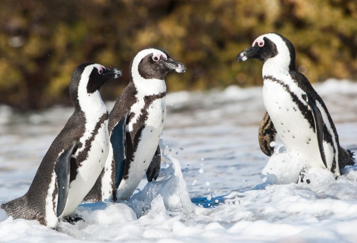 World Penguin Day