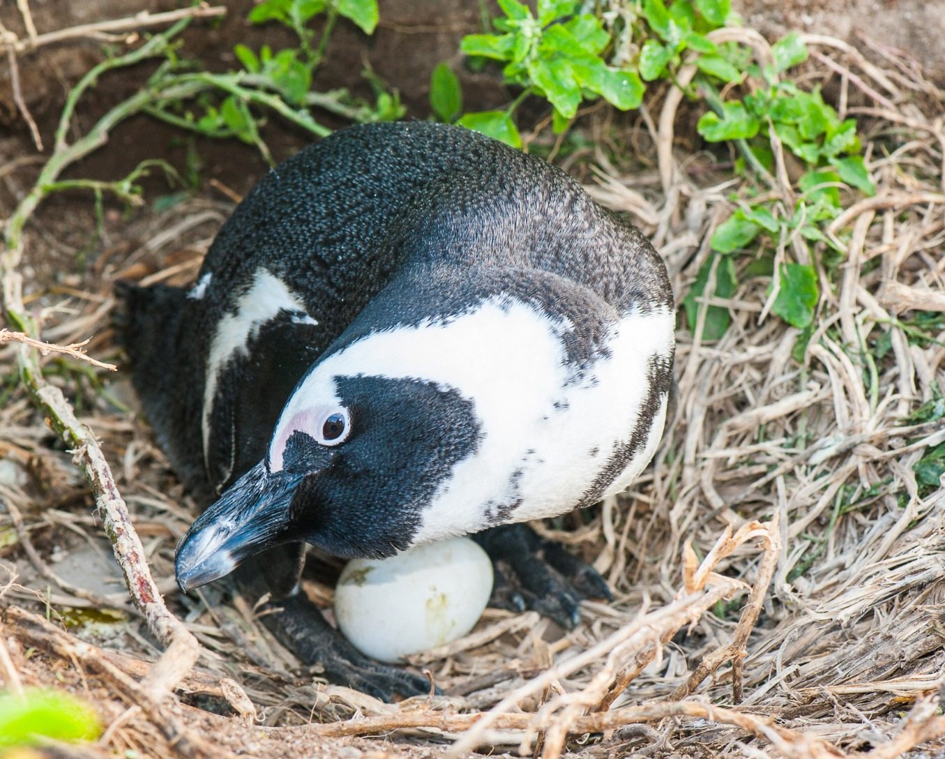 World Penguin Day Shines Spotlight on African Penguin Conservation Efforts