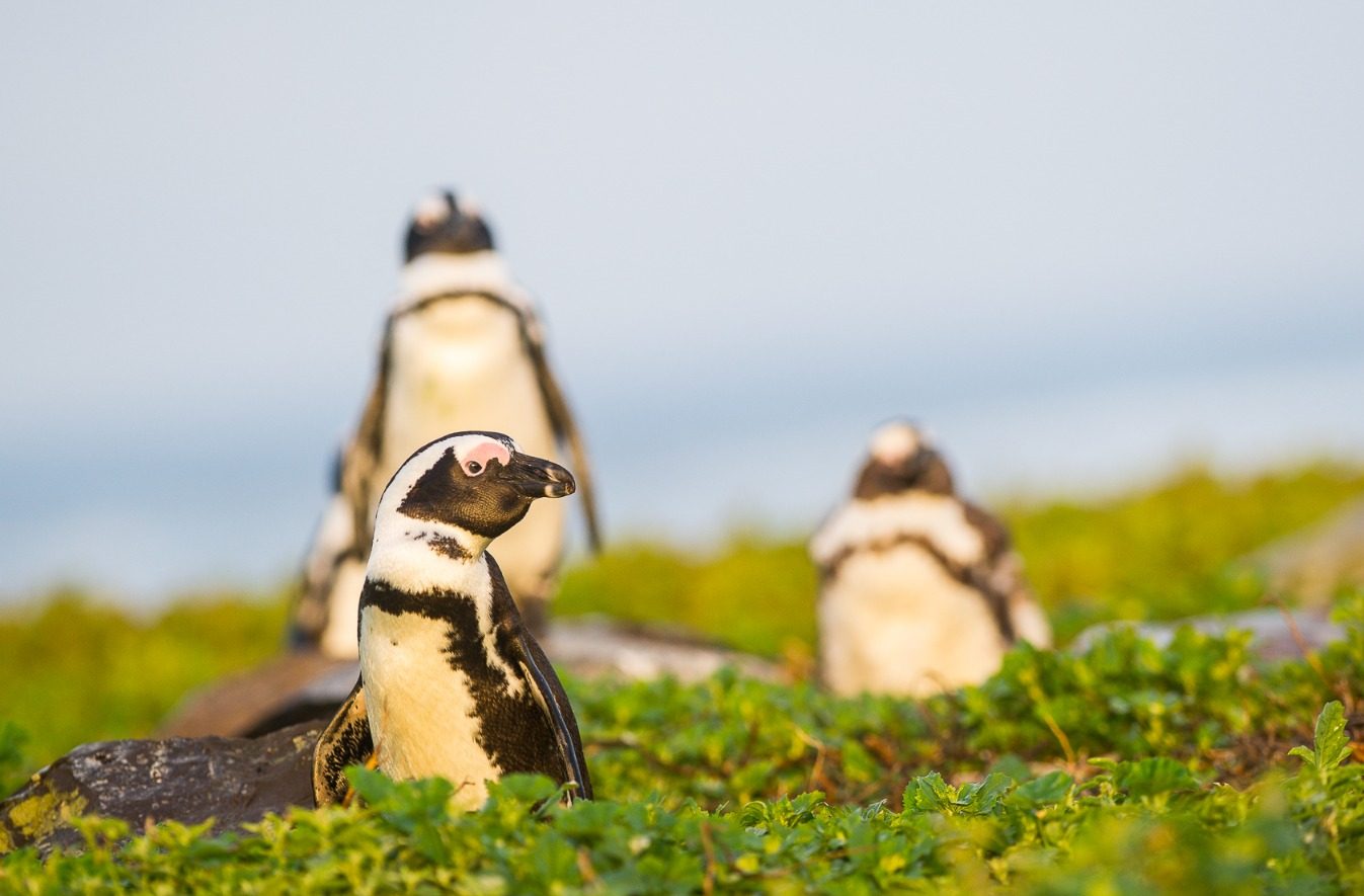 World Penguin Day Shines Spotlight on African Penguin Conservation Efforts