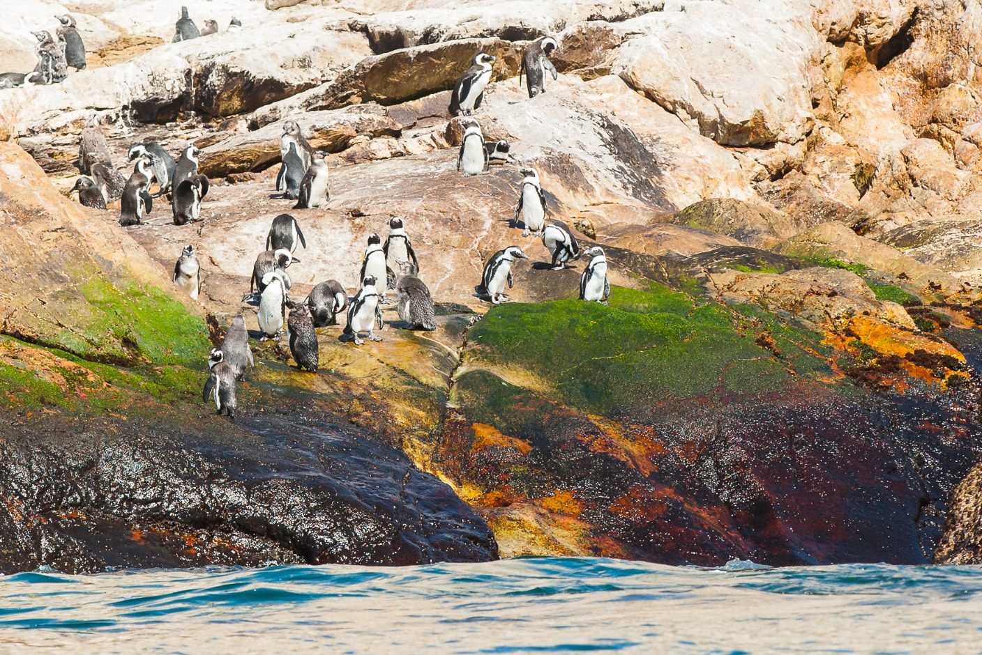 World Penguin Day Shines Spotlight on African Penguin Conservation Efforts