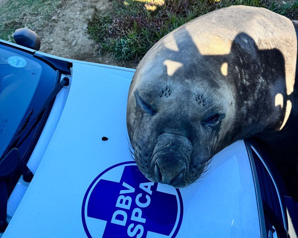 seal