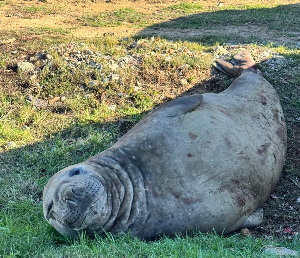 Elephant Seal in Gordon’s Bay