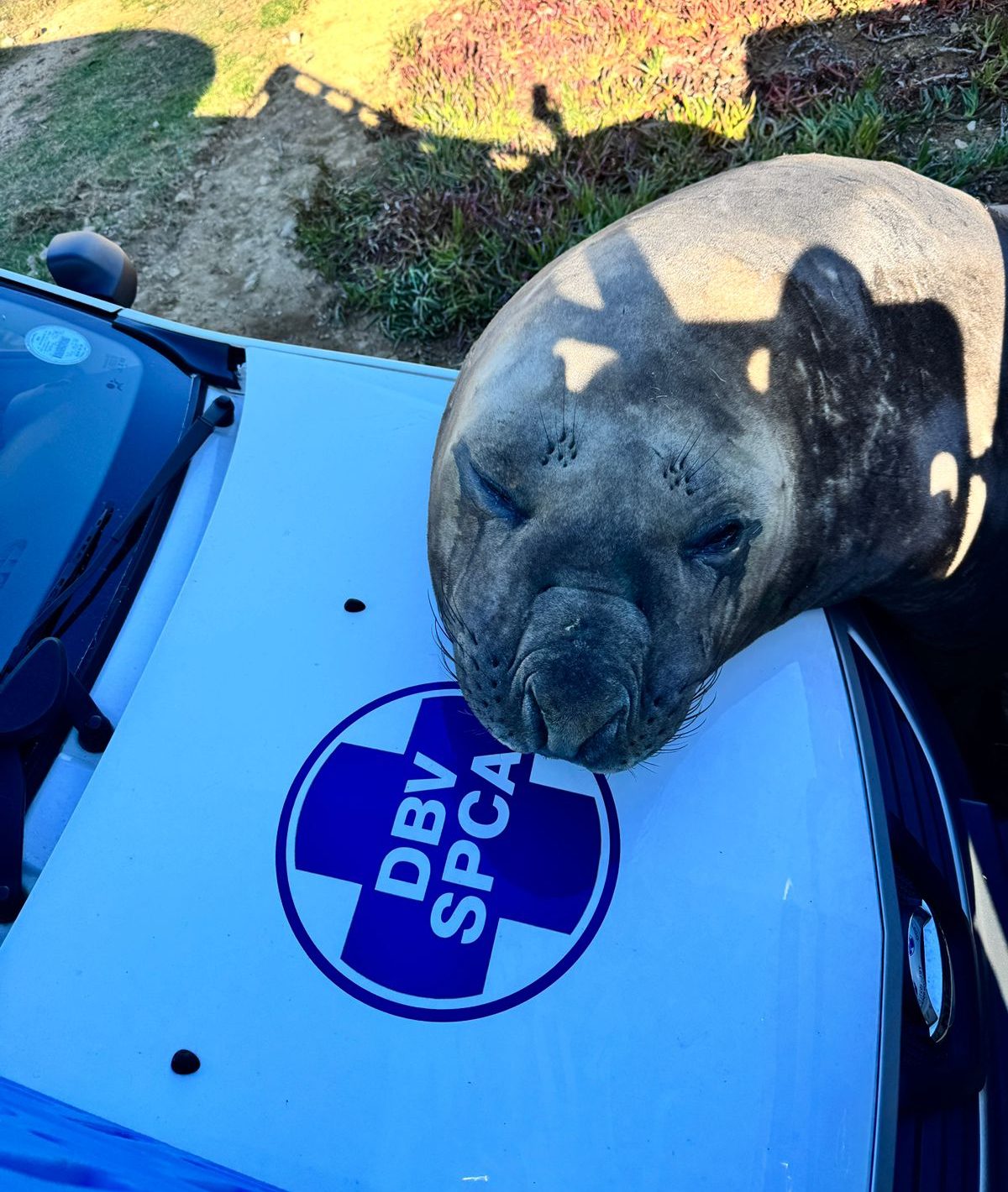 Elephant Seal in Gordon’s Bay