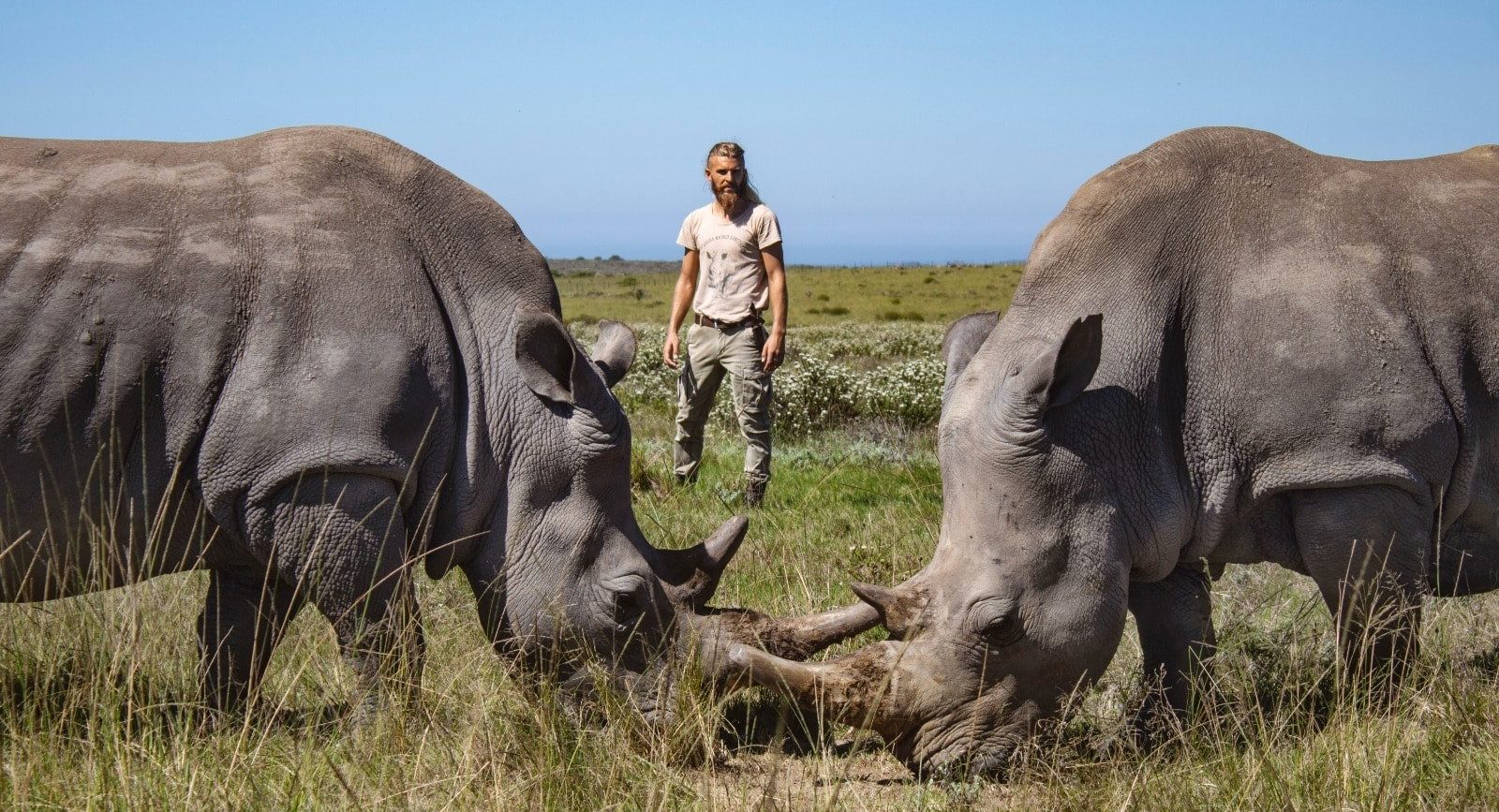 A campaign has been launched to save the last rhinos of Lombardini