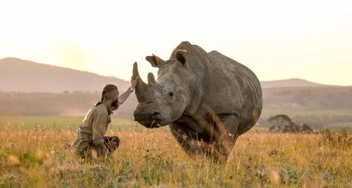 A campaign has been launched to save the last rhinos of Lombardini