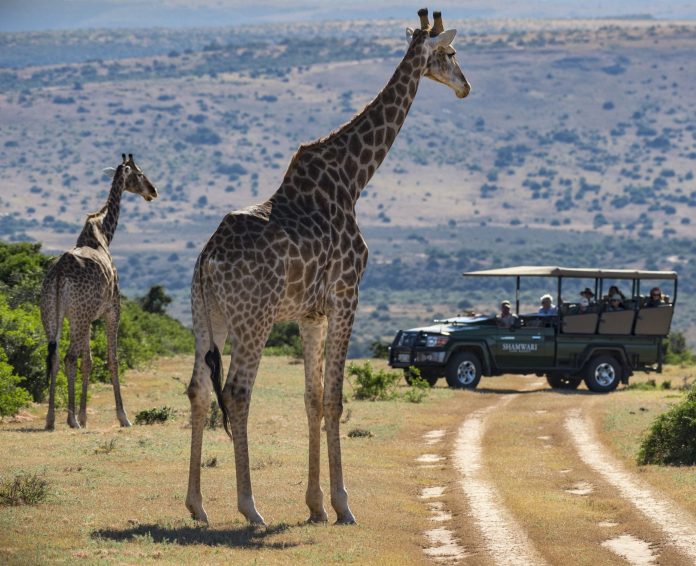 Giraffe populations are in decline, and no one’s noticing. This is why the spotlight is on giraffes with World Giraffe Day approaching. The day will be celebrated on Saturday, 21 June. 