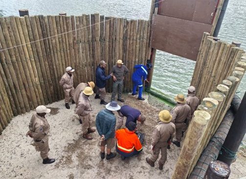 A hippo from the City has been successfully relocated