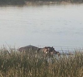 A hippo from the City has been successfully relocated