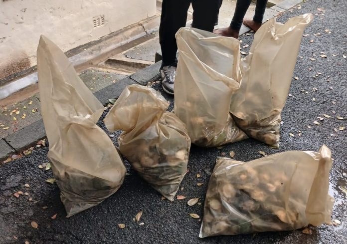 A collision between two vehicles leads to abalone discovery