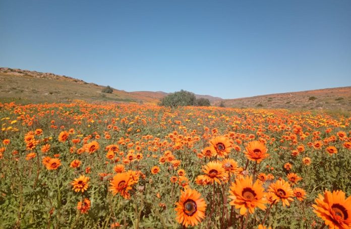 Good rains triggered an earlier-than-usual flowering season in Namaqualand