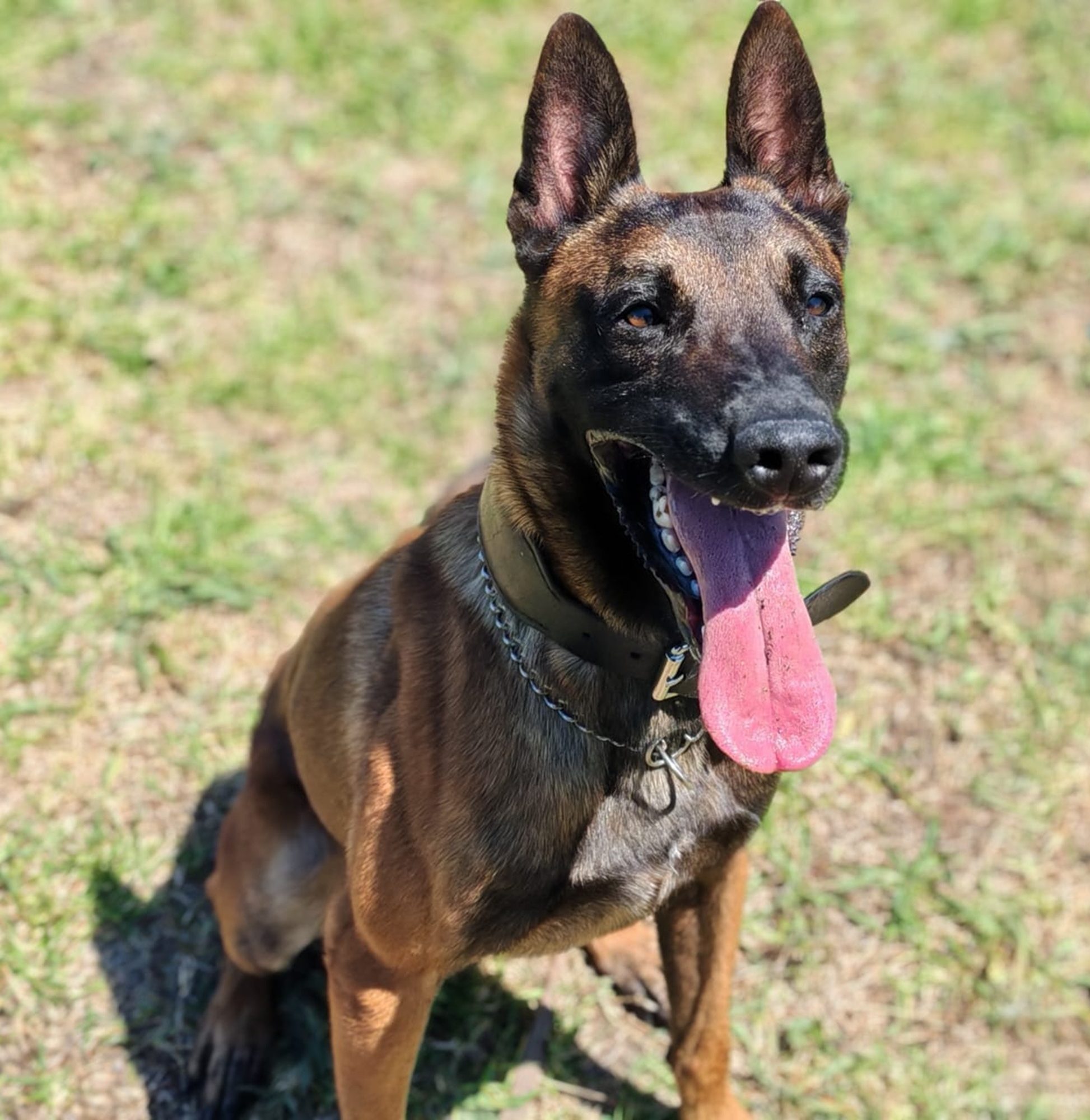 The Metro Police dog, Virus, is making a name for himself