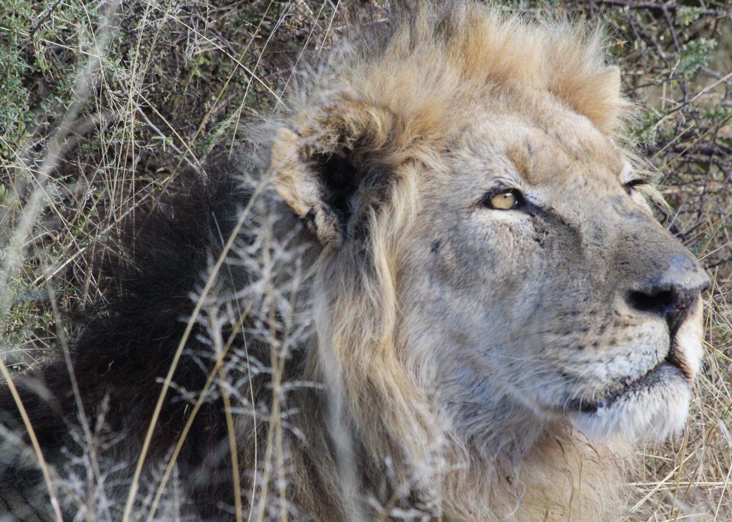 Lions: Guardians of a Healthy Ecosystem in the Kgalagadi