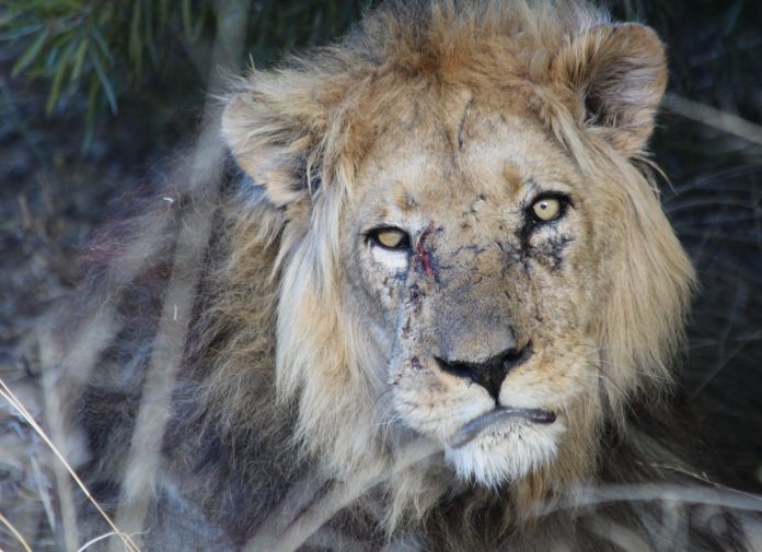 Lions: Guardians of a Healthy Ecosystem in the Kgalagadi