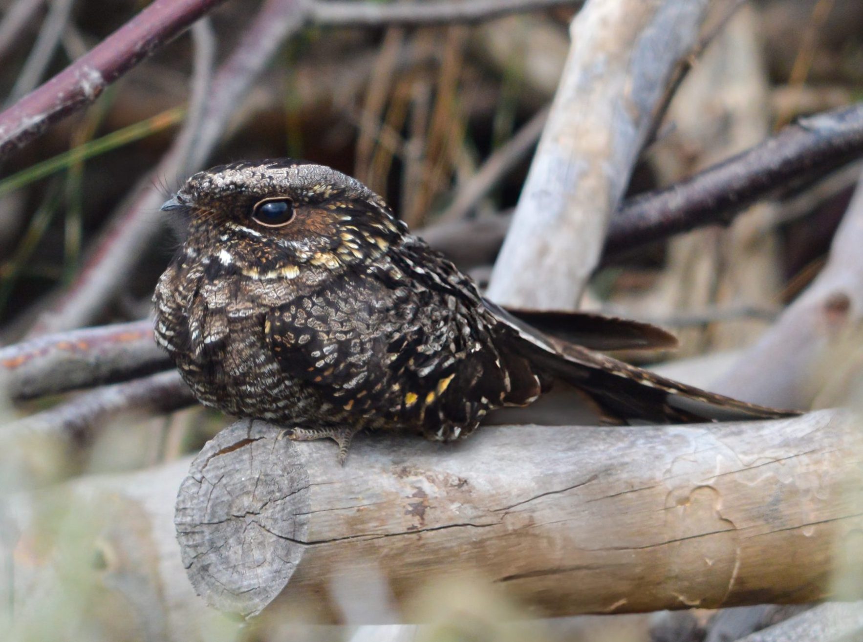 The City boasts with a new nature reserve