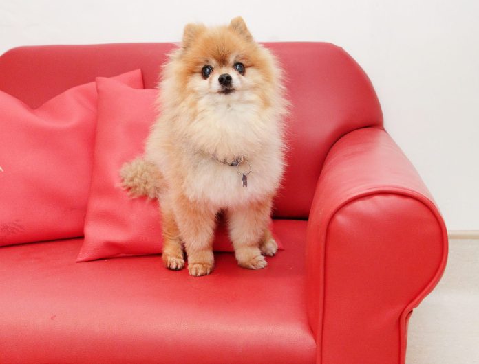 Happy 10th birthday, Pooch Hotel!