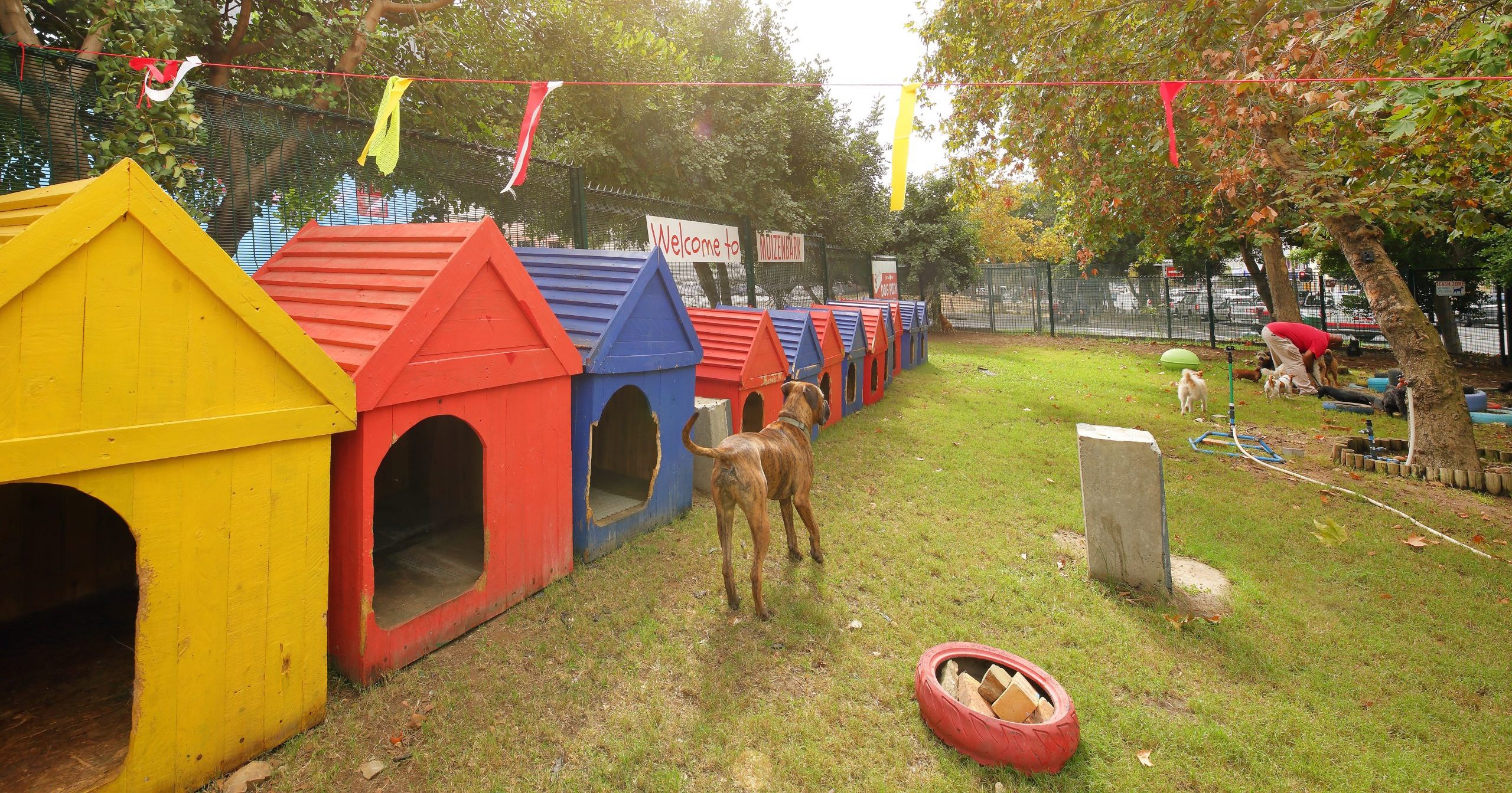 Happy 10th birthday, Pooch Hotel!