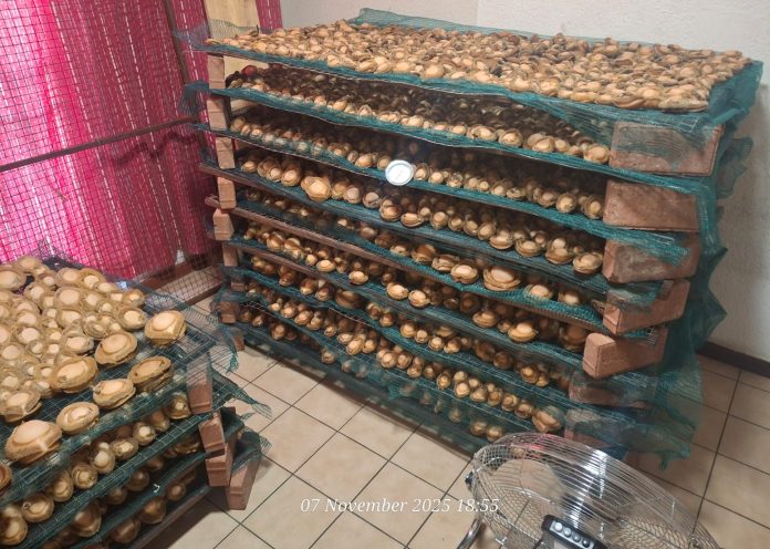 Abalone worth over R3-million confiscated in Cape Town