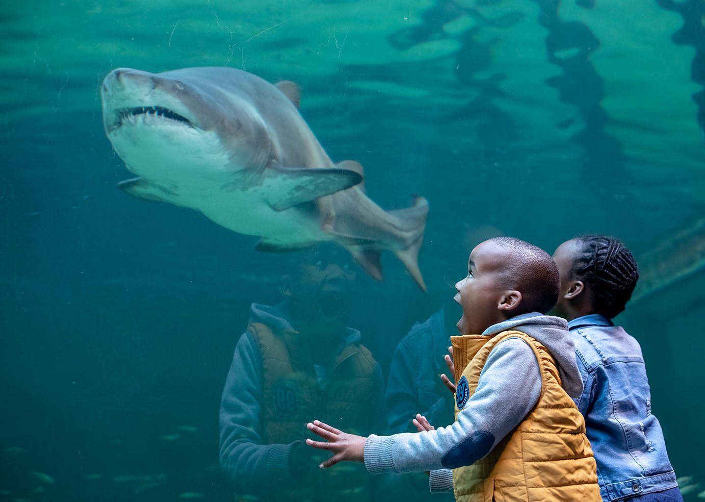 Happy 30th Birthday, Two Oceans Aquarium!