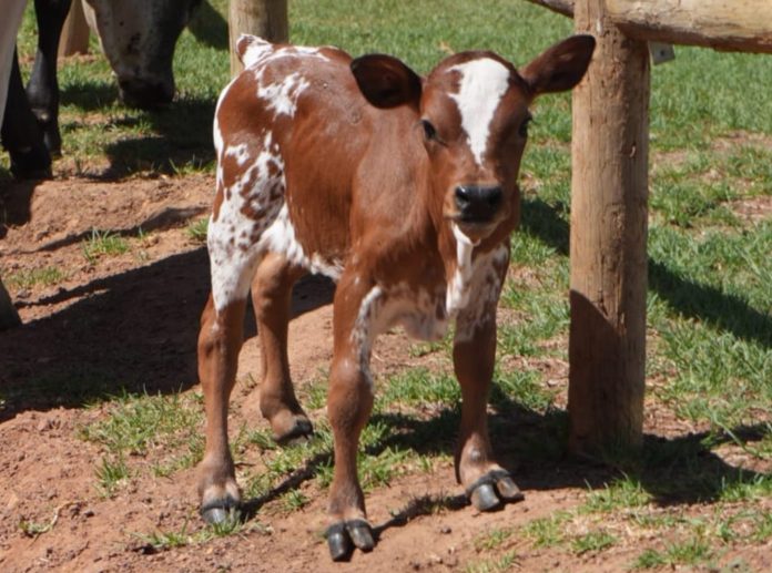rare dwarf Nguni calf