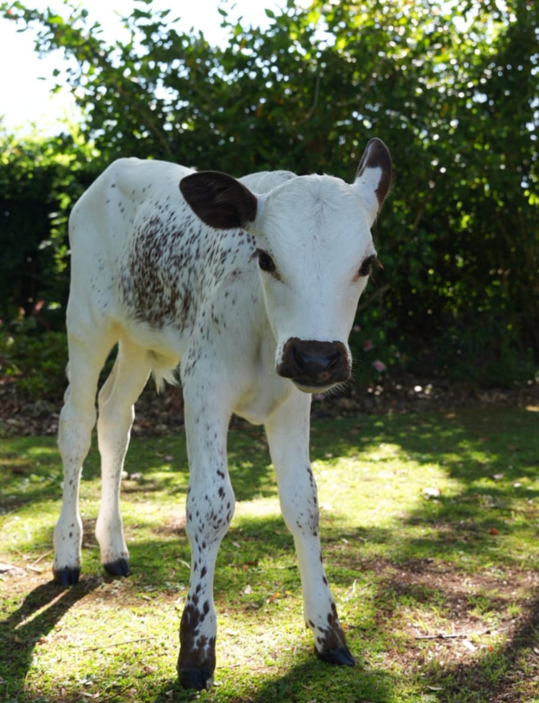 rare dwarf Nguni calf