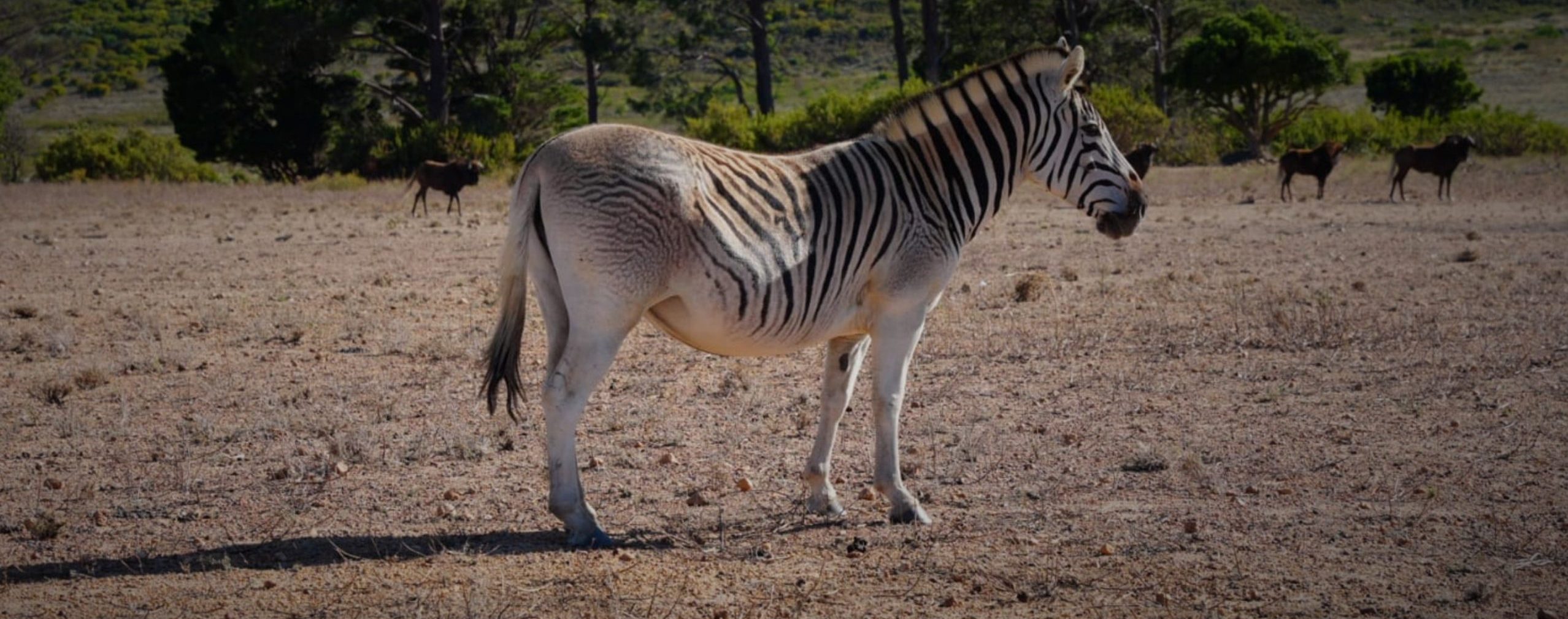rare dwarf Nguni calf