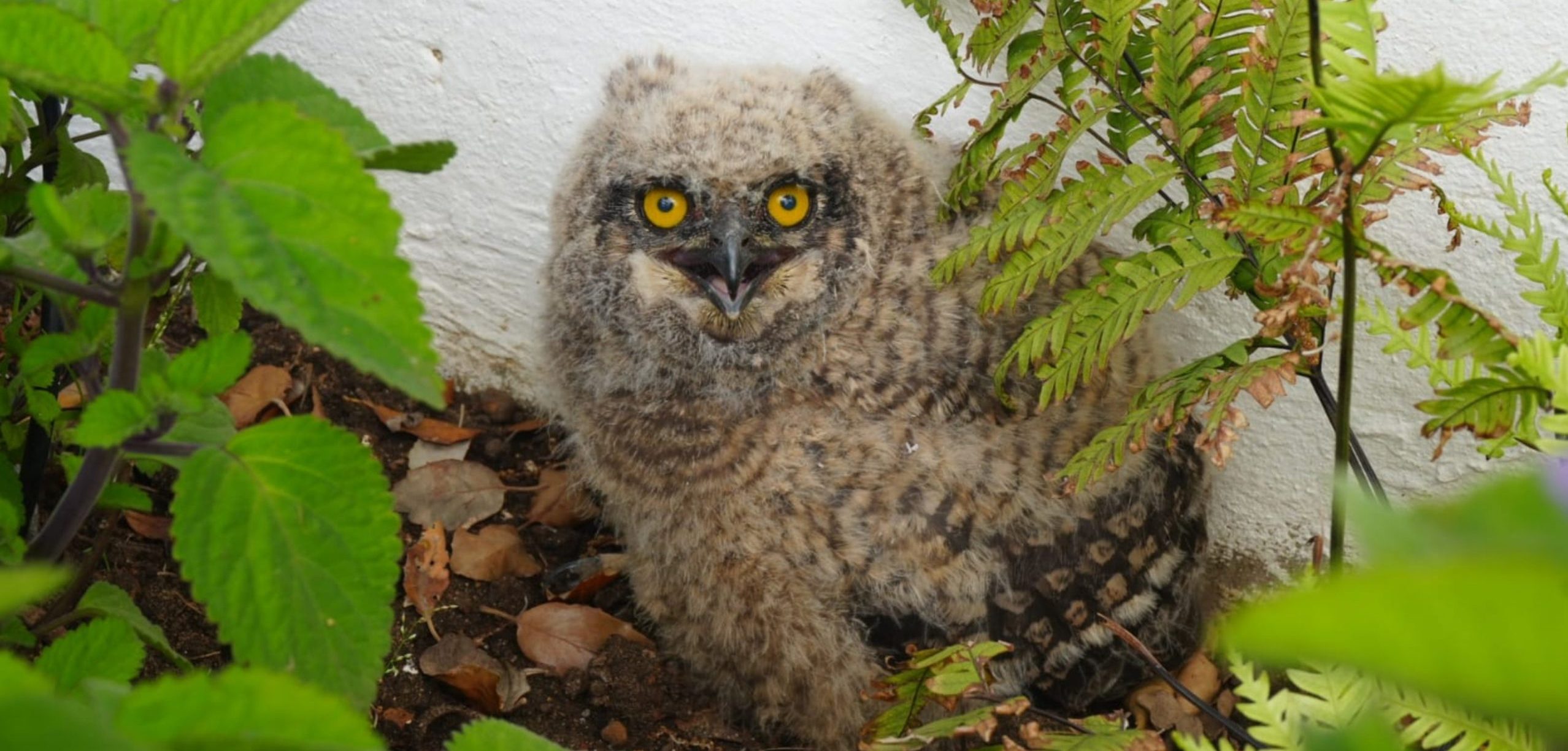 rare dwarf Nguni calf