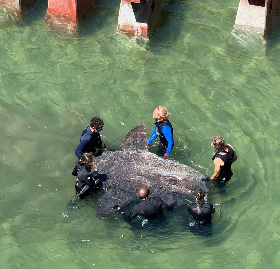The largest and heaviest sunfish rescue in Cape Town