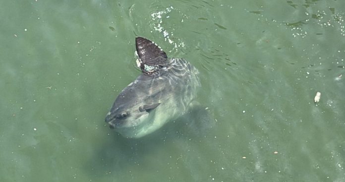 The largest and heaviest sunfish rescue in Cape Town