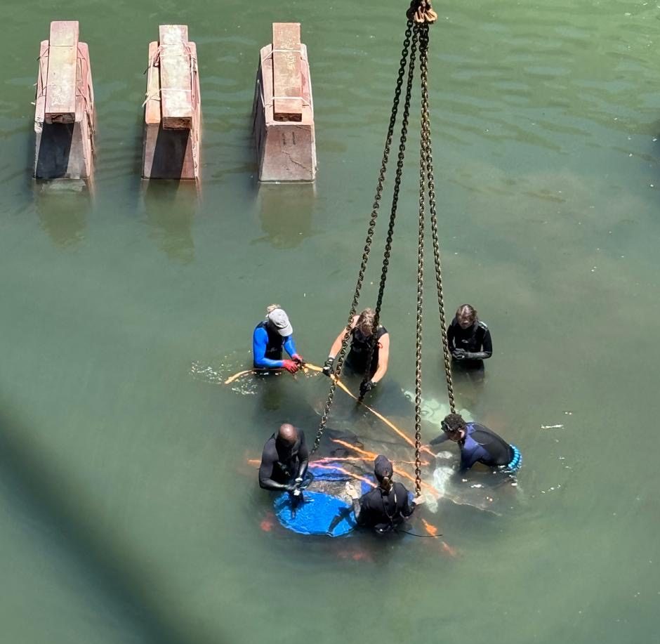The largest and heaviest sunfish rescue in Cape Town