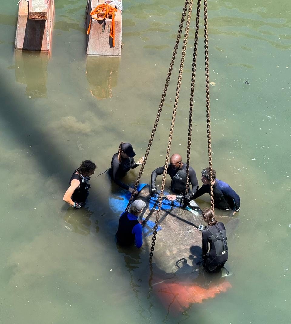 The largest and heaviest sunfish rescue in Cape Town