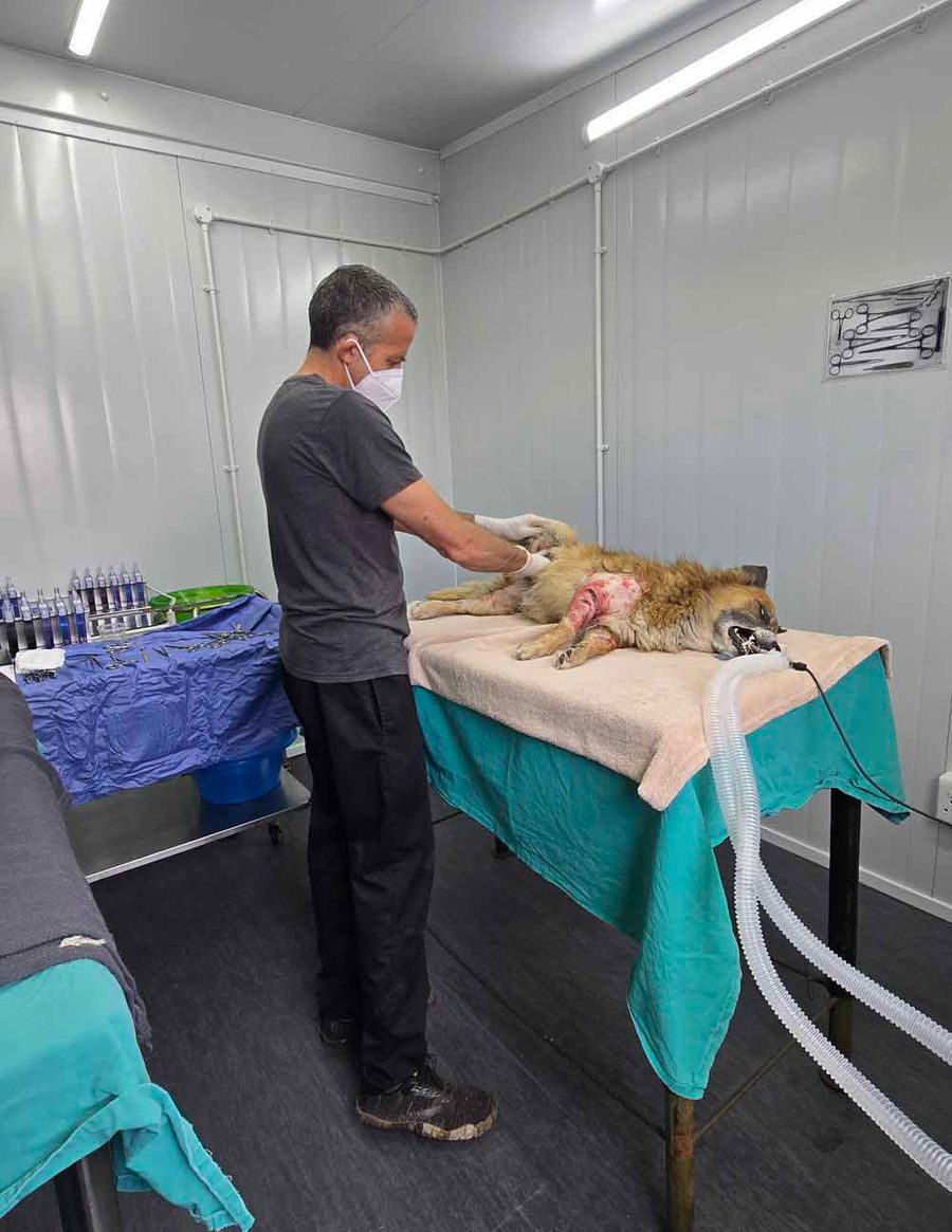 New Operating Theatre Opens After Truck Crash Devastated Animal Clinic