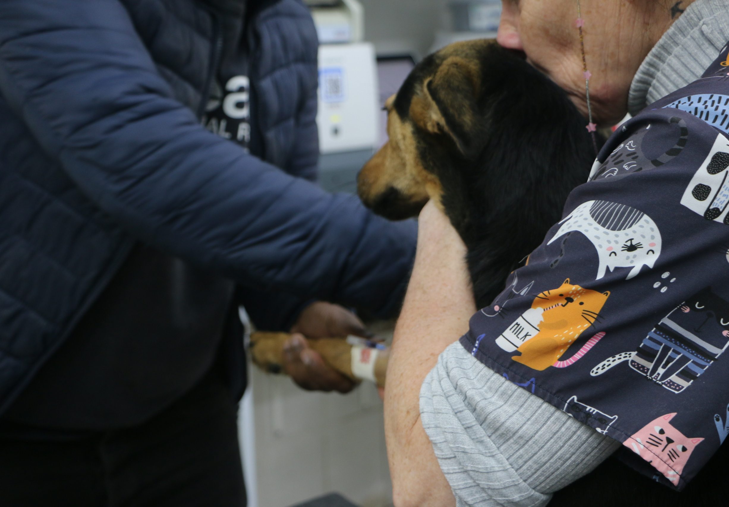 World Spay Day: One Simple Procedure Could Save Thousands of Animals from Suffering