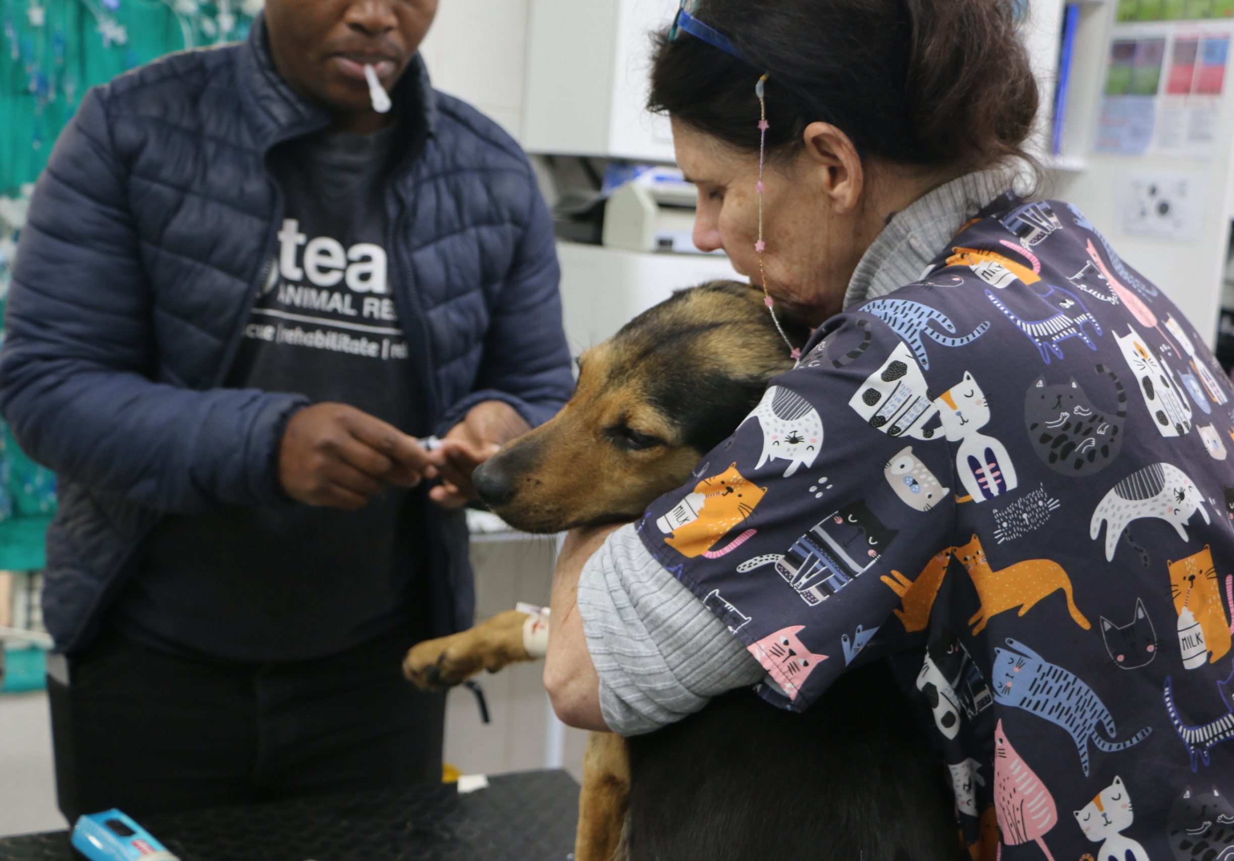 World Spay Day: One Simple Procedure Could Save Thousands of Animals from Suffering