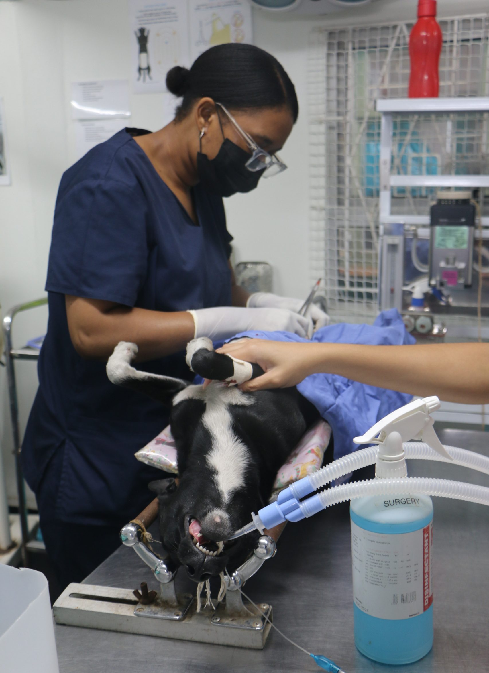 World Spay Day: One Simple Procedure Could Save Thousands of Animals from Suffering