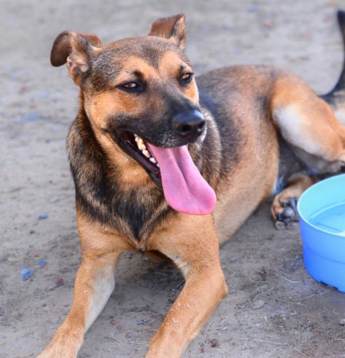 Adopt a pet from Khayelitsha shelter