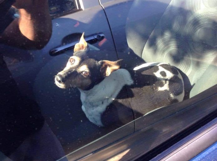 SPCA urges pet loves to protect animals as temperatures soar