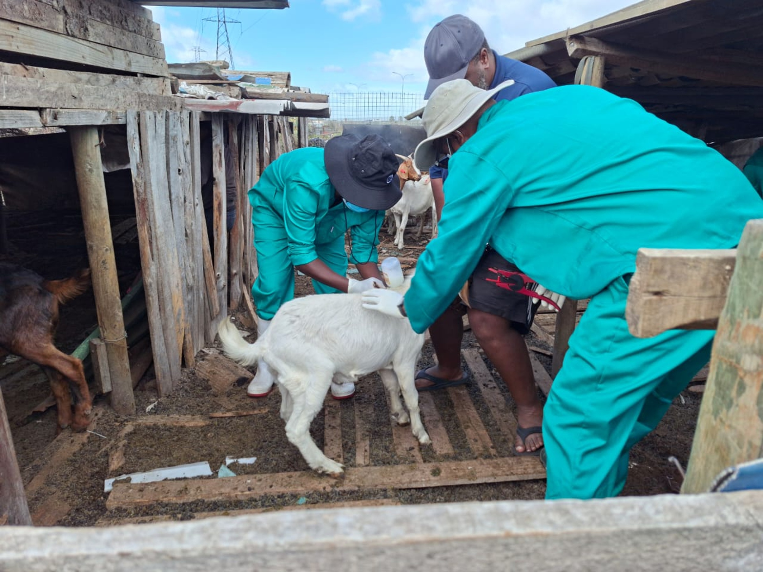 city helps with fmd vaccinations