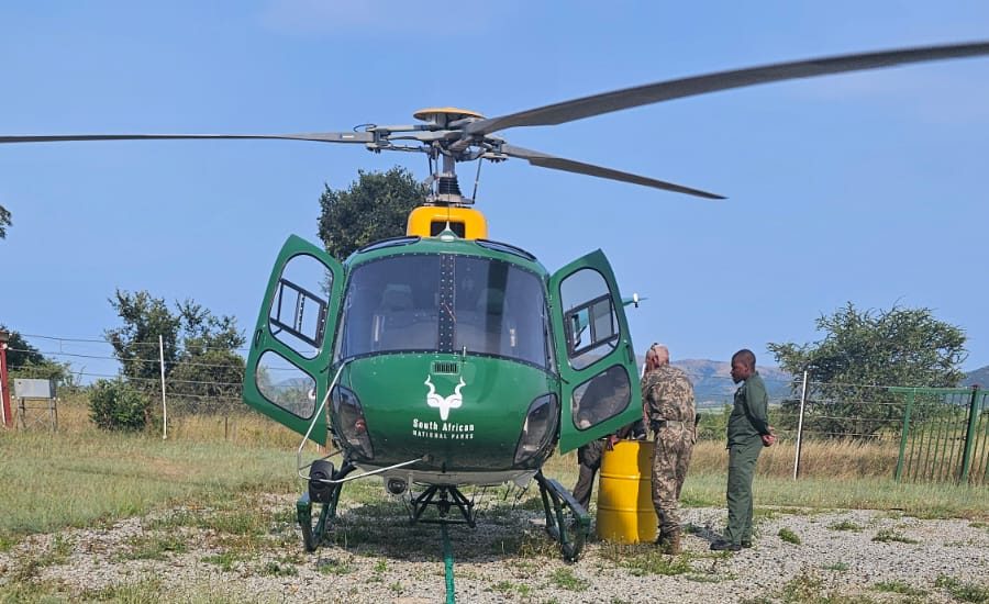Two young rhino were rescued over the weekend in the Kruger National Park