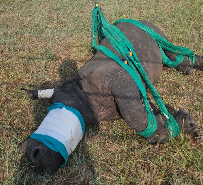Two young rhino were rescued over the weekend in the Kruger National Park