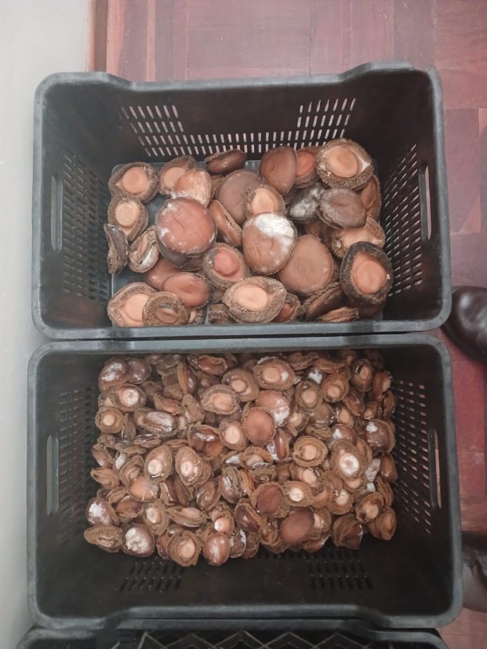 Abalone bust in Thornton