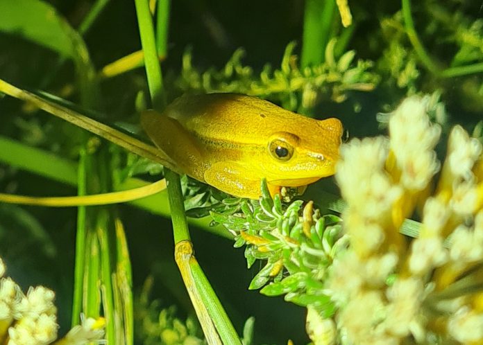 The City's reserves will be free this long weekend