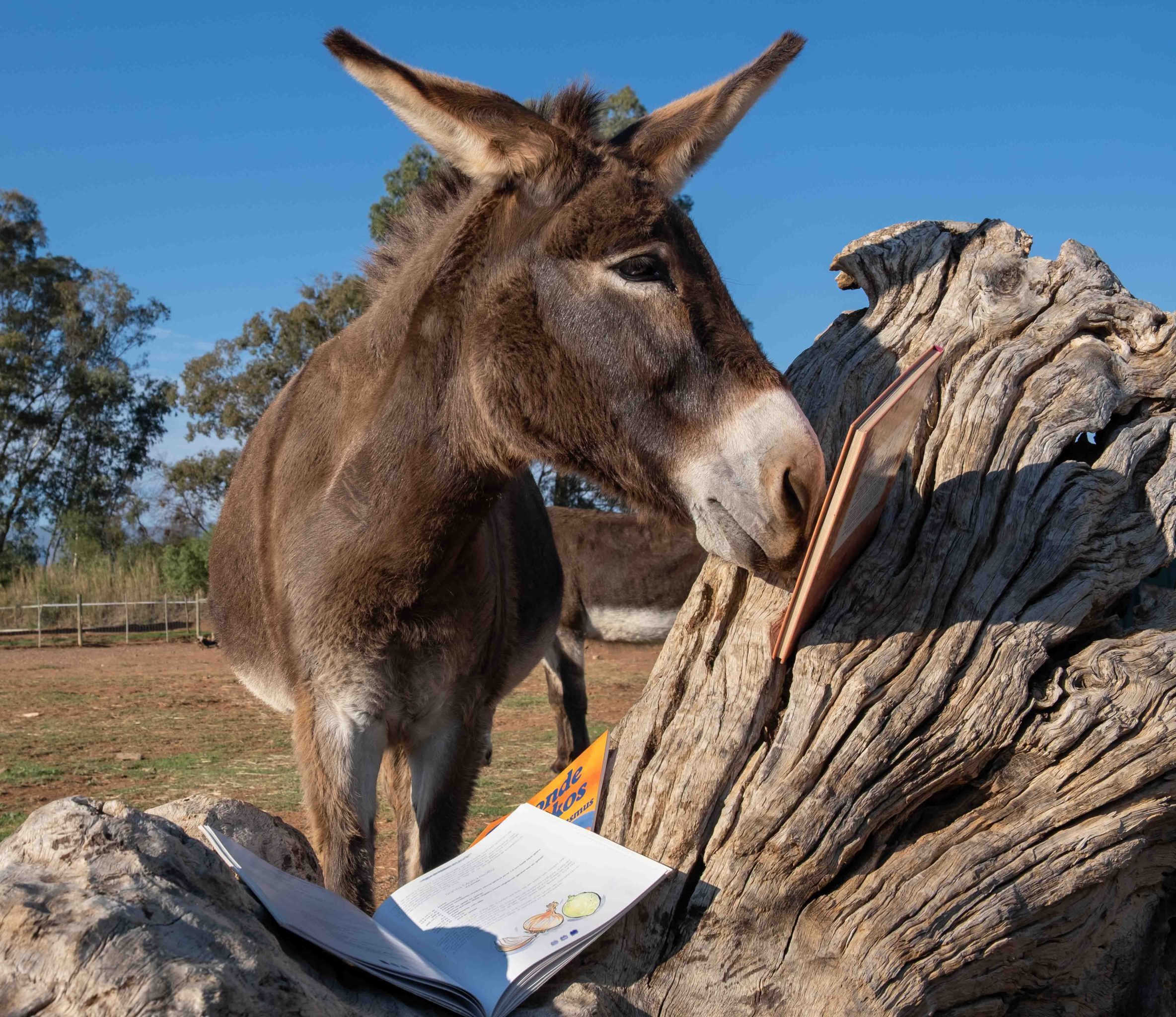 A book fair for the love of donkeys