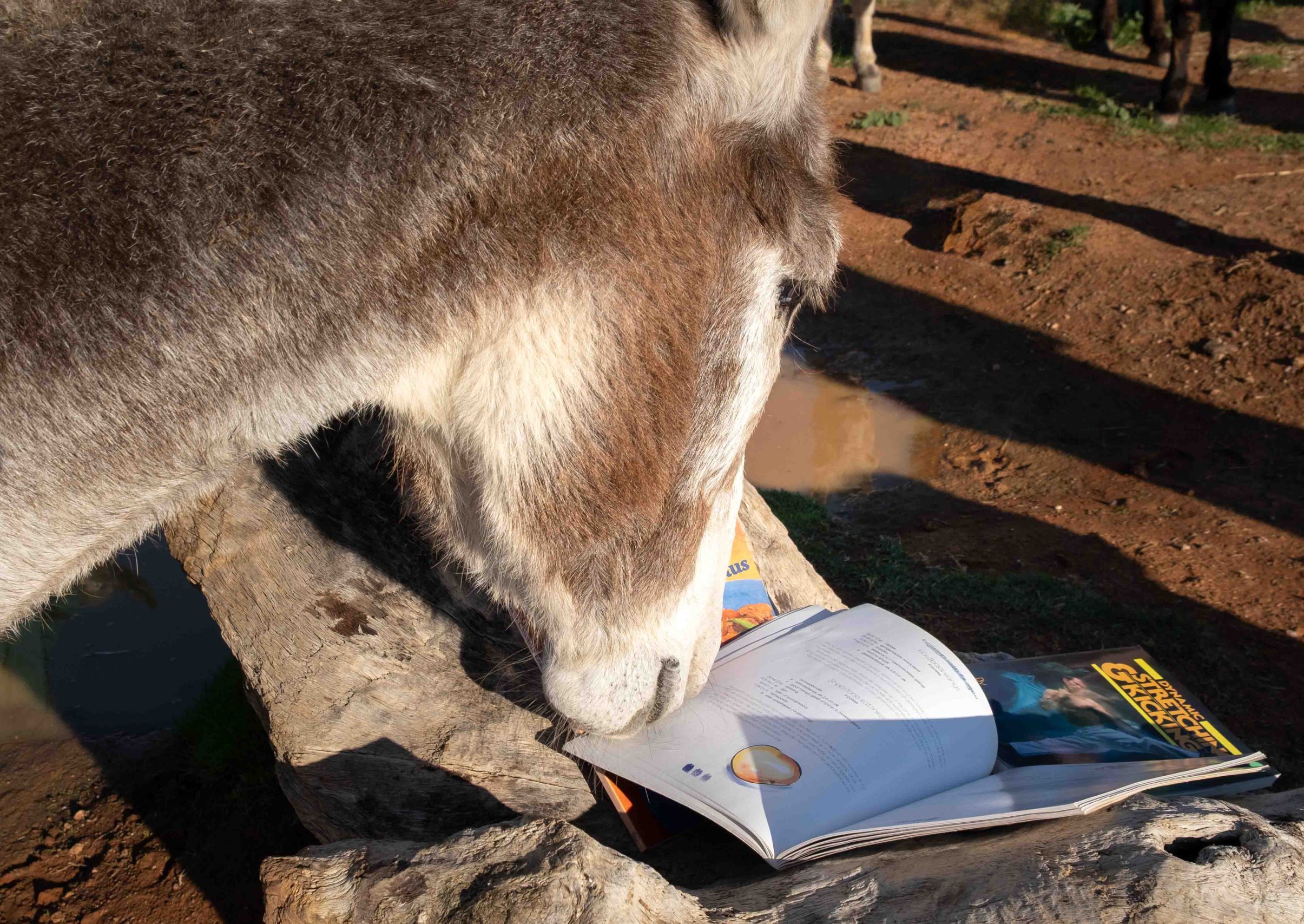 A book fair for the love of donkeys