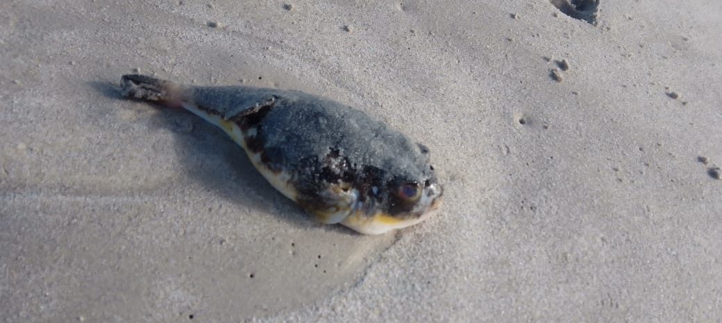 Beware of puffer fish on some beaches
